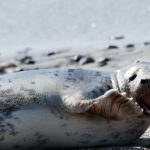 Helgoland Exkursion April 2018